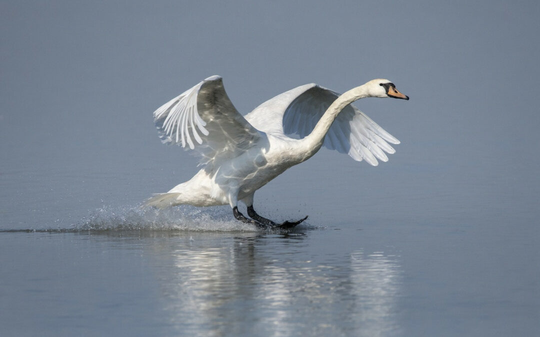 Toch zachtere start handhaving op schijnzelfstandigheid