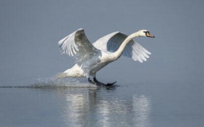 Toch zachtere start handhaving op schijnzelfstandigheid