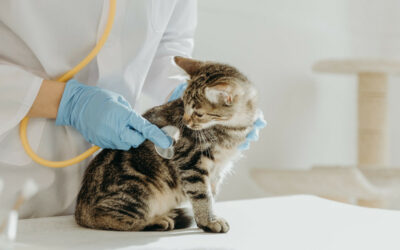 Goodwill dierenartsenpraktijk vier miljoen?